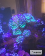 frogspawn 1.jpg