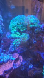 frogspawn 2.jpg