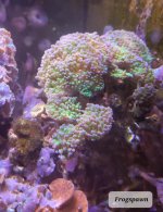 frogspawn 3.jpg