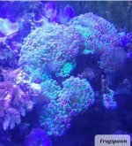 frogspawn 4.jpg
