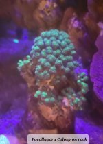 pocillapora 2.jpg