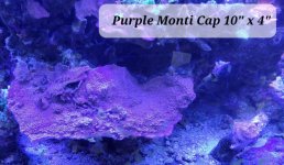 Monti Cap purple.jpg