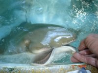 Atlantis Marine world pics 013.jpg