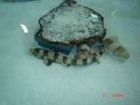 Atlantis Marine world pics 014.jpg