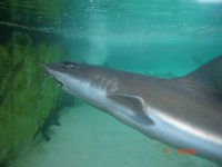 Atlantis Marine world pics 047.jpg
