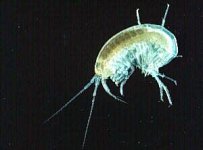 AMPHIPOD.jpg