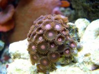 Tanks 1_06 A 001.jpg