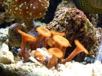 Tanks 1_06 A 009.jpg