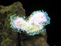 aquarium 290.jpg