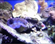 hydropora.jpg