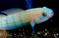 Amblygobius%20decussatus36.jpg