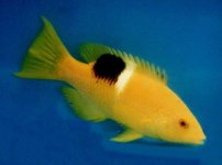 Bodianus%20perdito.jpg