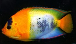 Centropyge%20bicolor%20aberrant234.jpg
