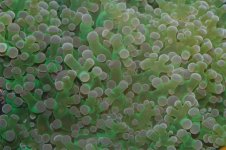 DSC_1599 (Custom).JPG