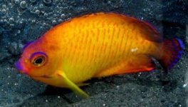 Centropyge%20bispinosus%20Vanuatu.jpg