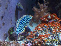 LeapardWrasse_1.jpg