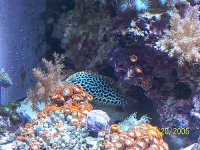 LeapardWrasse_2.jpg