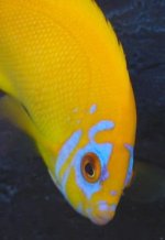 Centropyge%20sp%20Blueface2.jpg