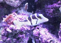 Puffer03.jpg