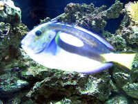 aquarium 052.jpg