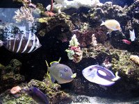 aquarium 060.jpg