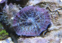 purple blue pink shroom polyp.jpg