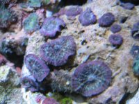 purple blue pink shroom rock.jpg