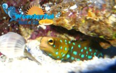 IMG_1398 copysm.jpg