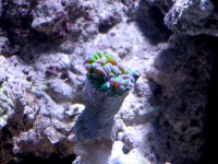 Frogspawn3 copy.jpg