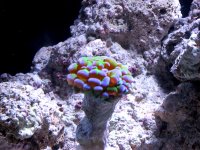 Frogspawn 4 copy.jpg