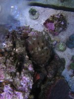 corals & clam 4 sale 051.jpg