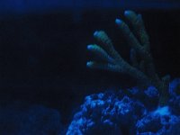 montipora digitata copy.jpg