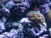Pocillopora.jpg