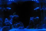 Nighttime on the Reef copy.jpg