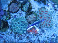 acans  shots 026.JPG