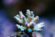 coral 2.jpg