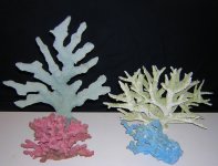 coral2.jpg