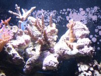 Reef Tank! 004.jpg