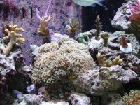 Reef Tank! 011.jpg