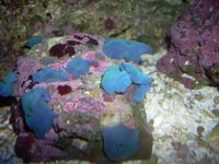 Aquarium_Renzo 009.jpg Aquarium_Renzo 009.jpg