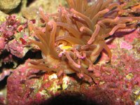 wrasse death 112.jpg
