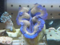 reef tank may 18 001.jpg