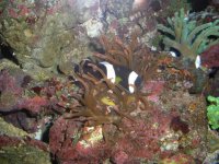 wrasse 124.jpg