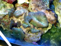 green mush rooms  .jpg