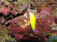 wrasse death 118.jpg