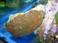 pink and green chalis .jpg