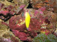 wrasse death 124.jpg
