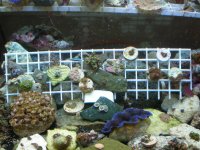 reef tank may 18 010.jpg