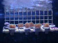 pocilipora frag.JPG