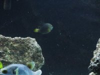 FOWLR 1-26-08 024.JPG